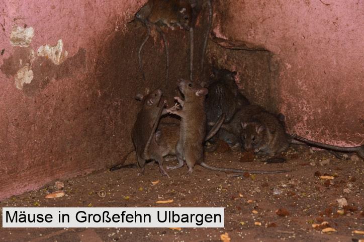 Mäuse in Großefehn Ulbargen